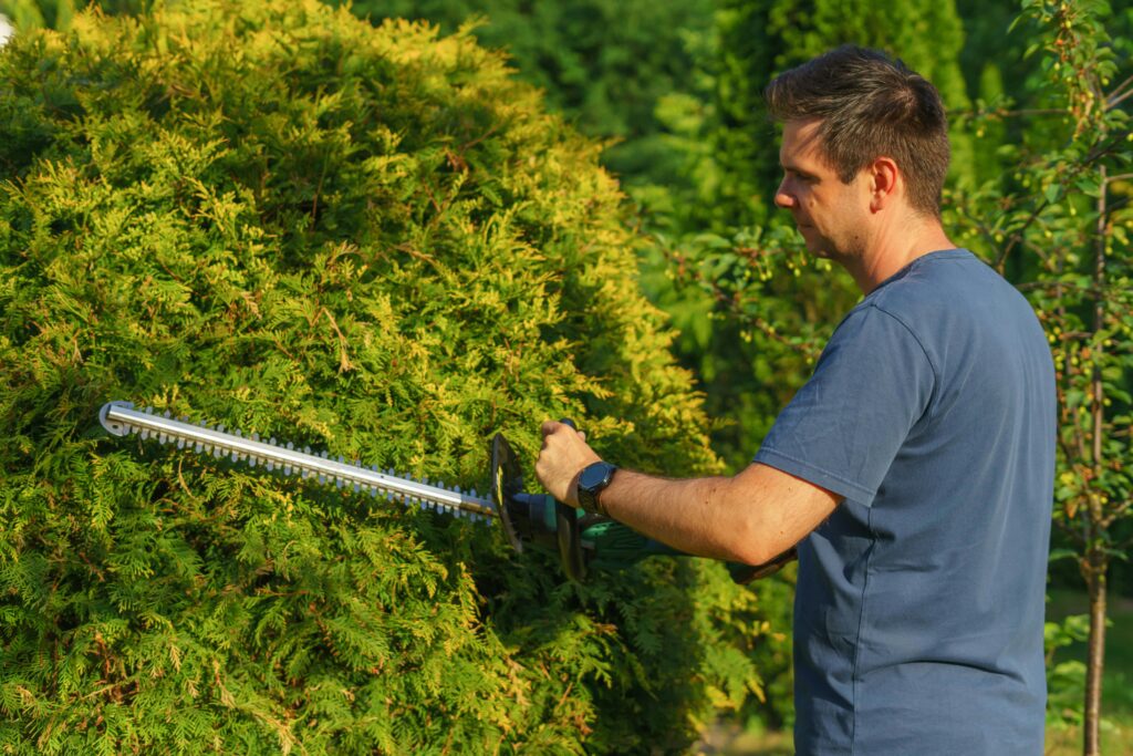 shrubs trimming work
